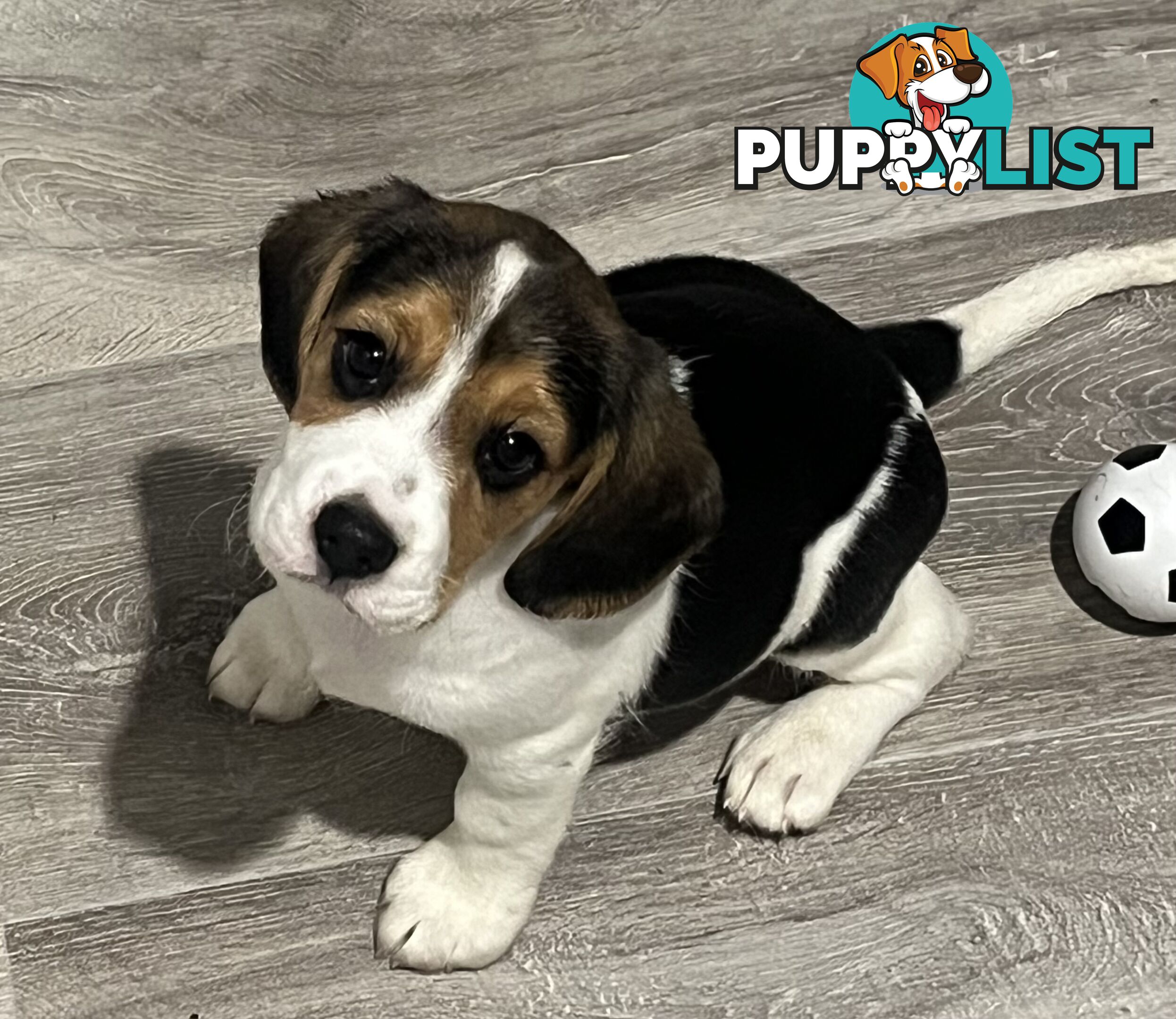 Beaglier Puppies for sale