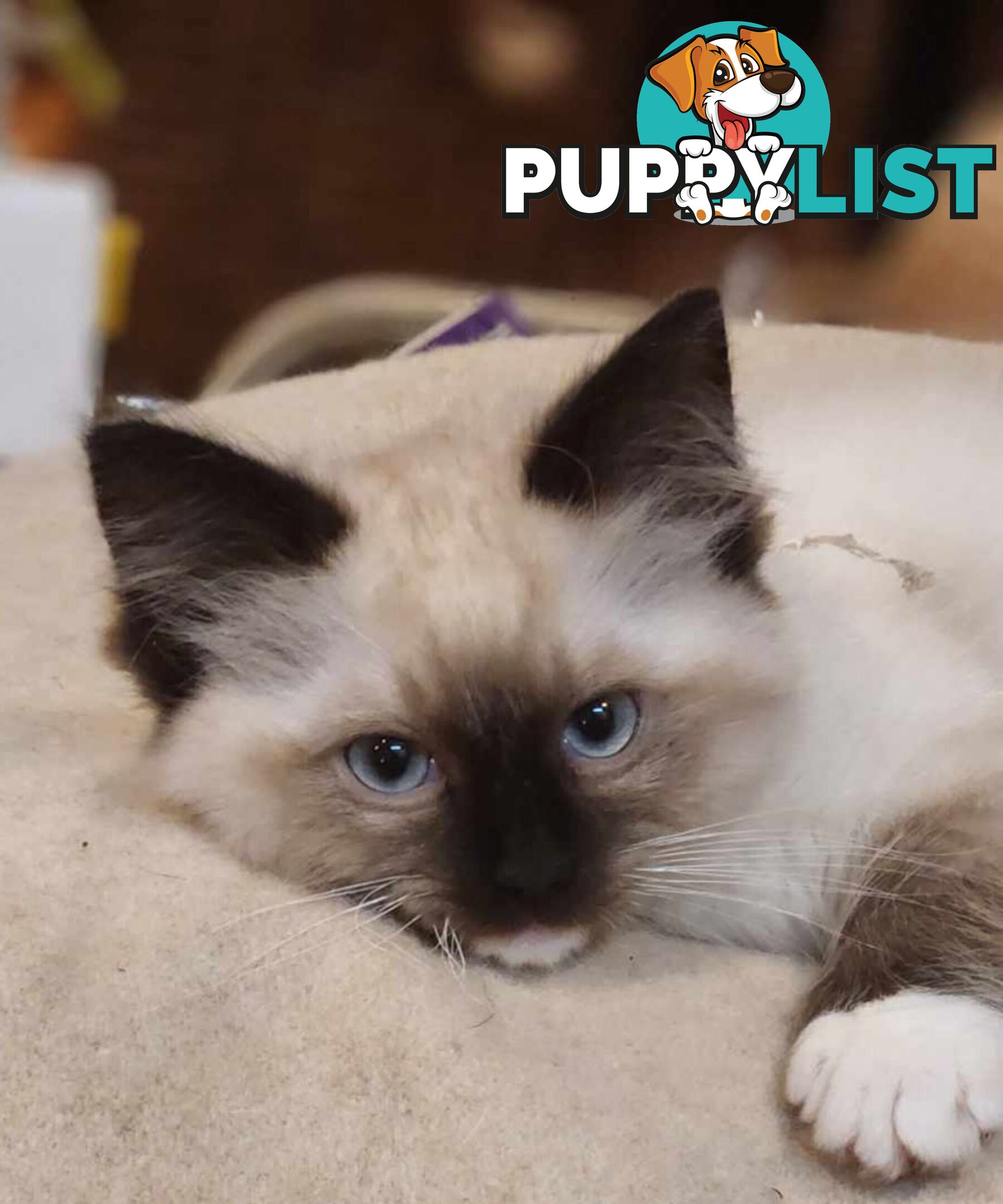 Pedigree Ragdoll kittens - selling at pure-bred prices (No papers)