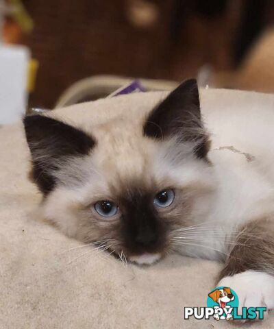 Pedigree Ragdoll kittens - selling at pure-bred prices (No papers)