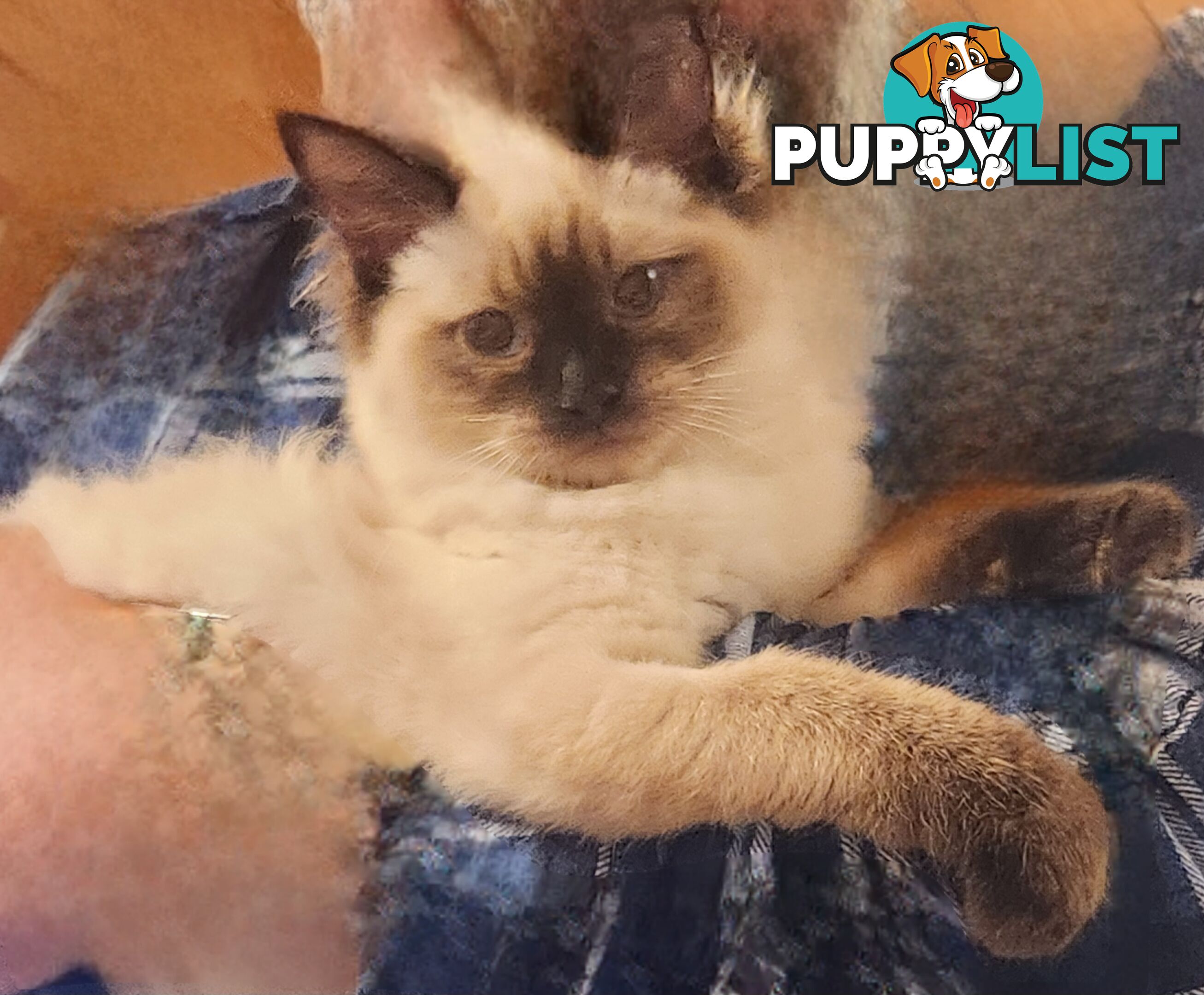 Pedigree Ragdoll kittens - selling at pure-bred prices (No papers)