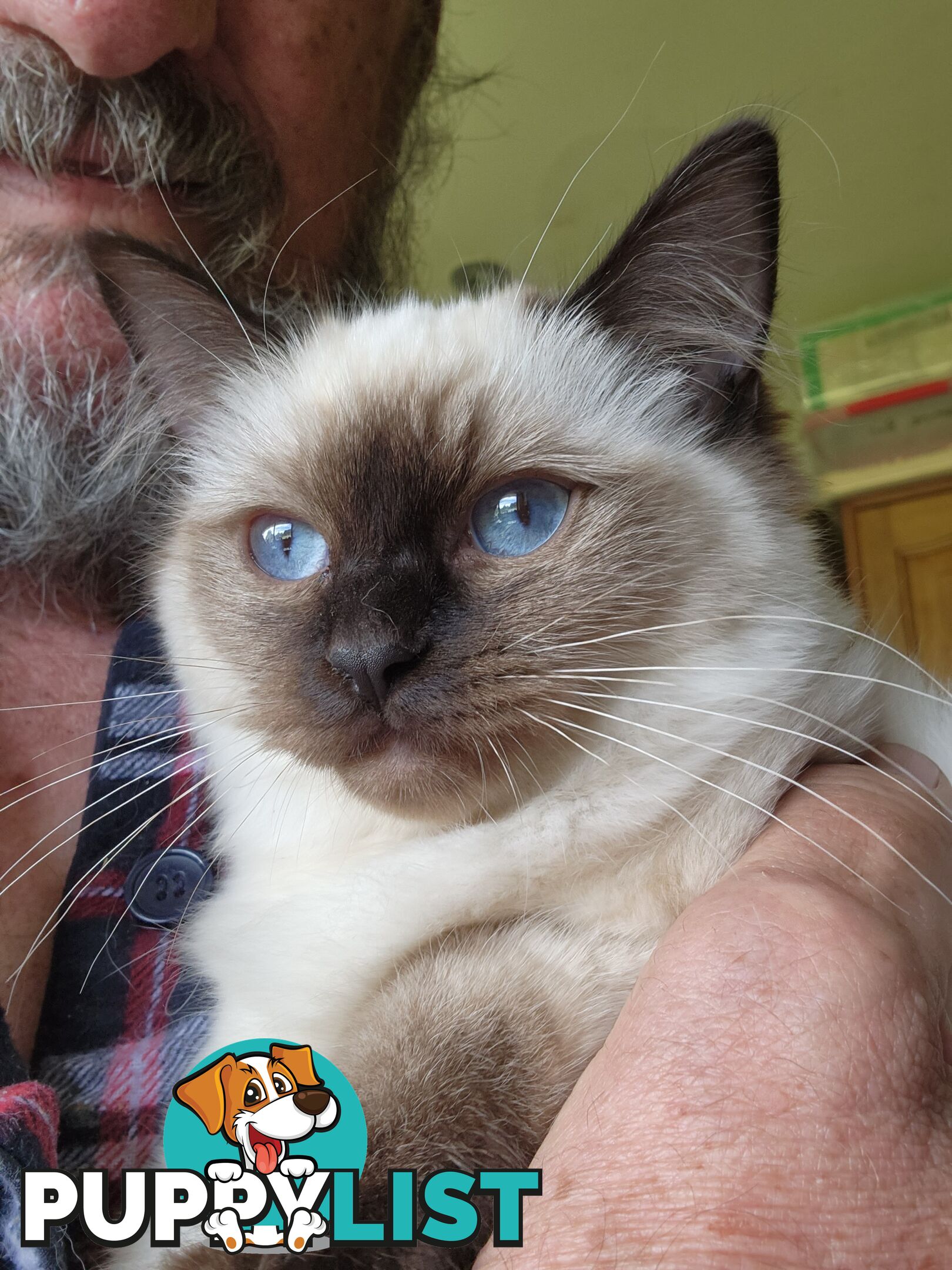 Pedigree Ragdoll kittens - selling at pure-bred prices (No papers)