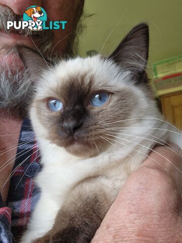 Pedigree Ragdoll kittens - selling at pure-bred prices (No papers)