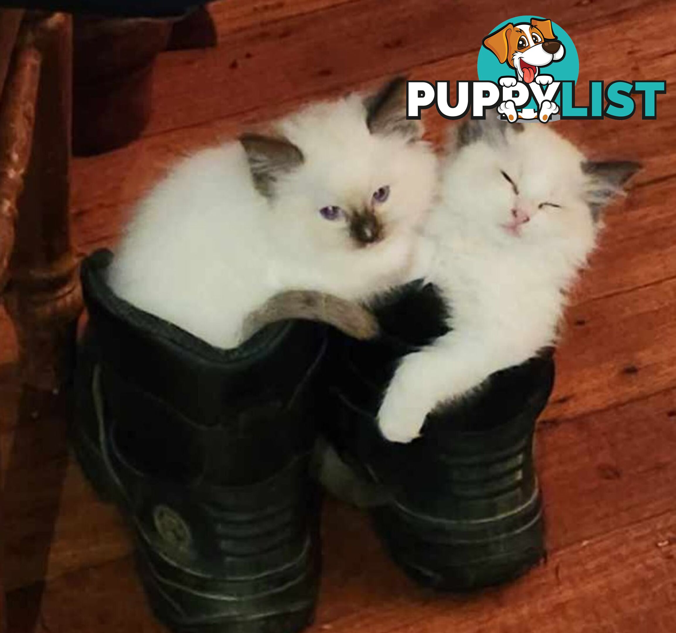 Pedigree Ragdoll kittens - selling at pure-bred prices (No papers)