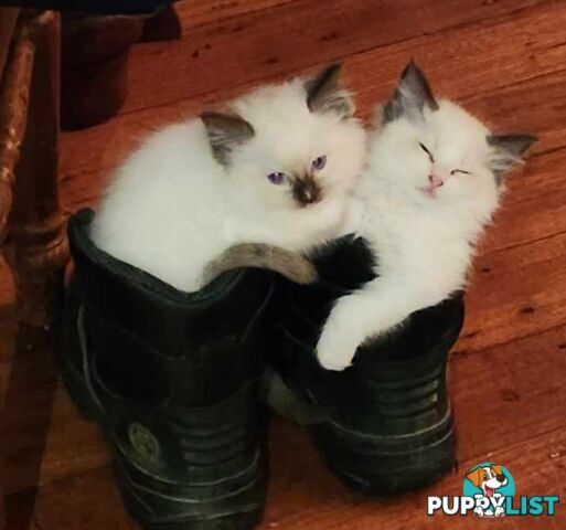 Pedigree Ragdoll kittens - selling at pure-bred prices (No papers)