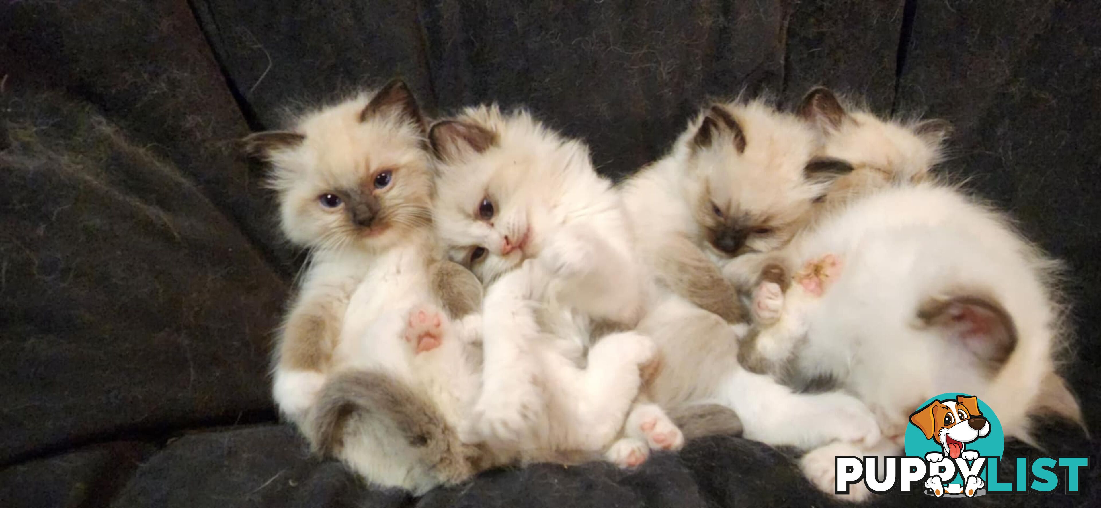 Pedigree Ragdoll kittens - selling at pure-bred prices (No papers)