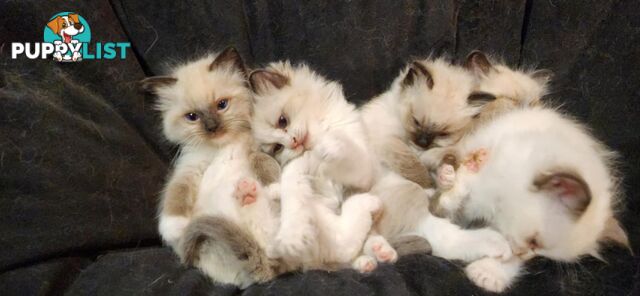 Pedigree Ragdoll kittens - selling at pure-bred prices (No papers)