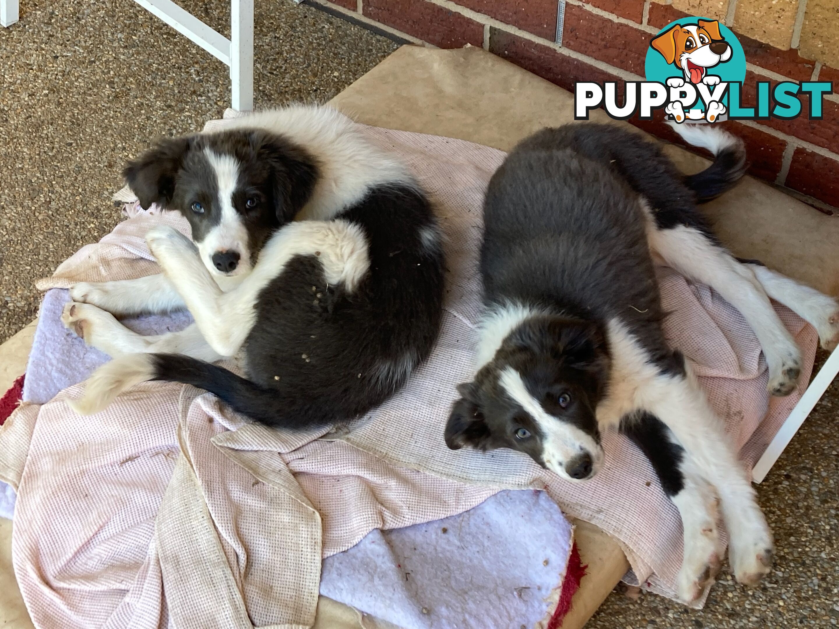 Border Collie Puppies