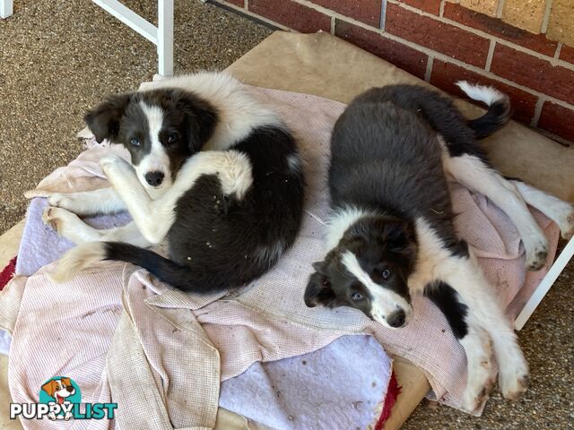 Border Collie Puppies