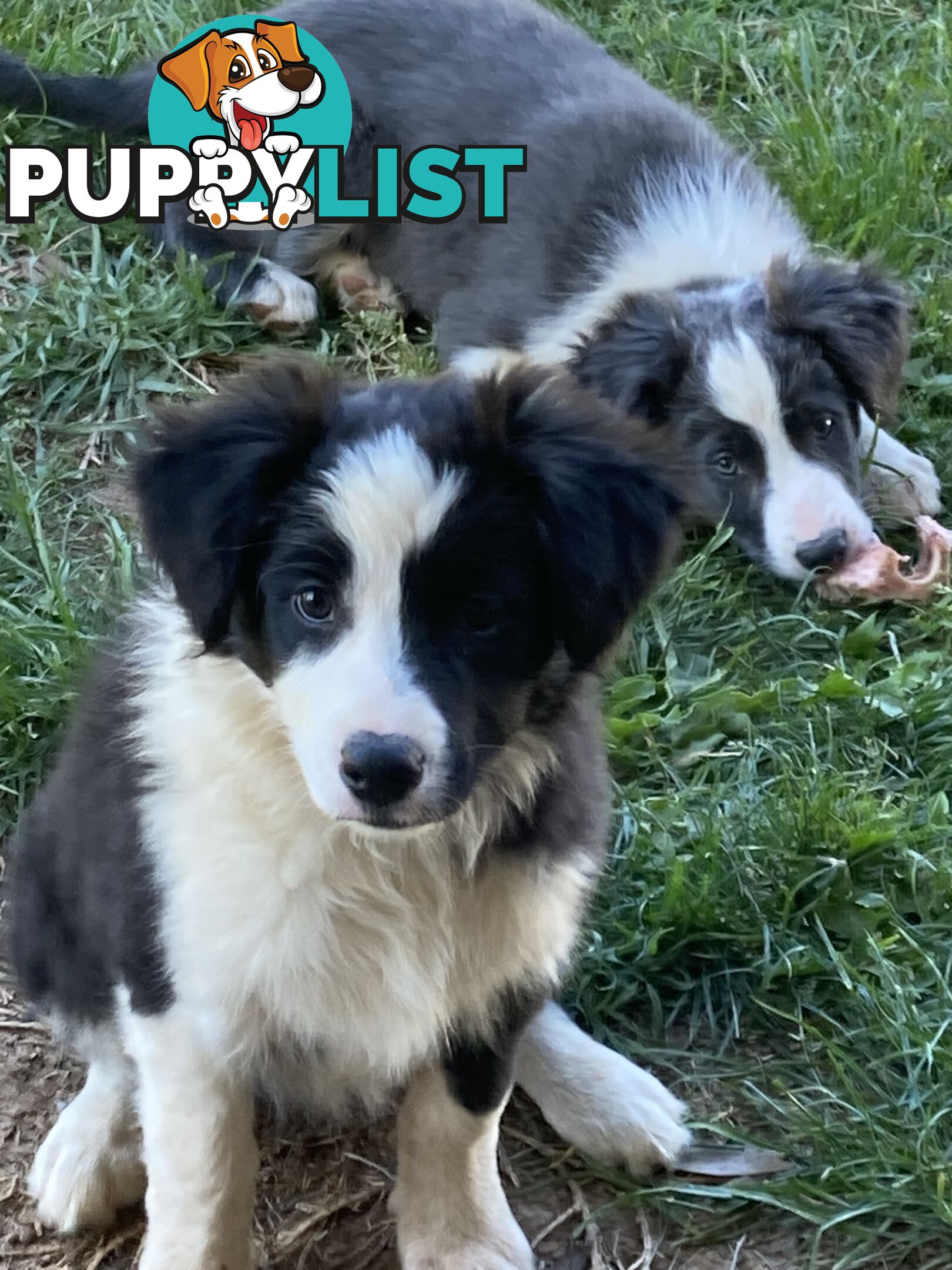 Border Collie Puppies