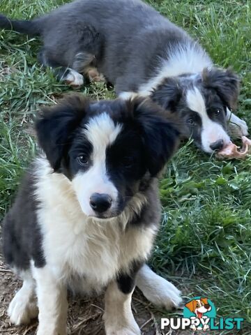 Border Collie Puppies