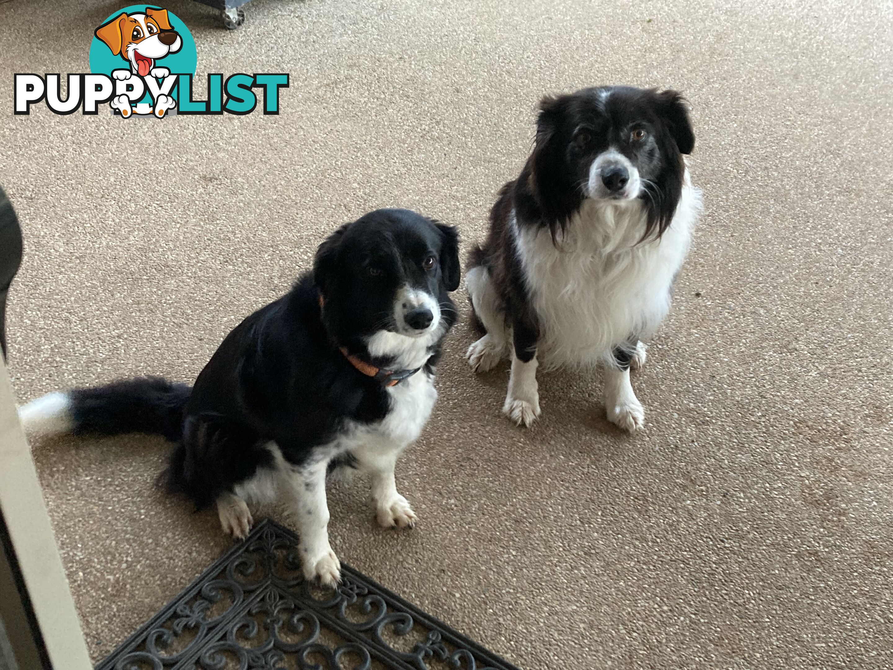 Border Collie Puppies