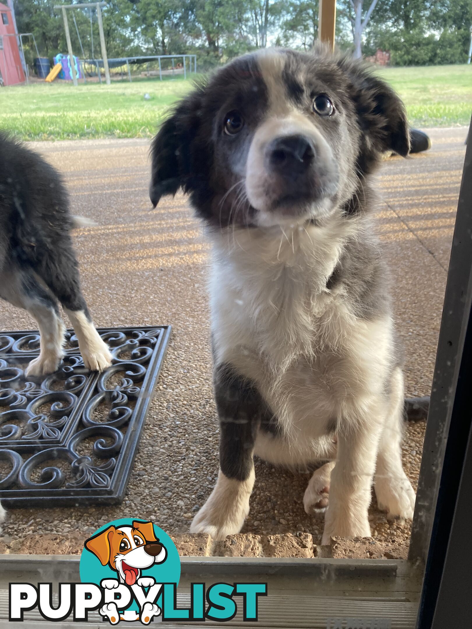 Border Collie Puppies