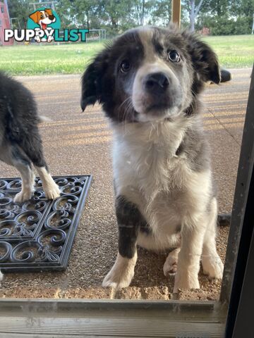 Border Collie Puppies