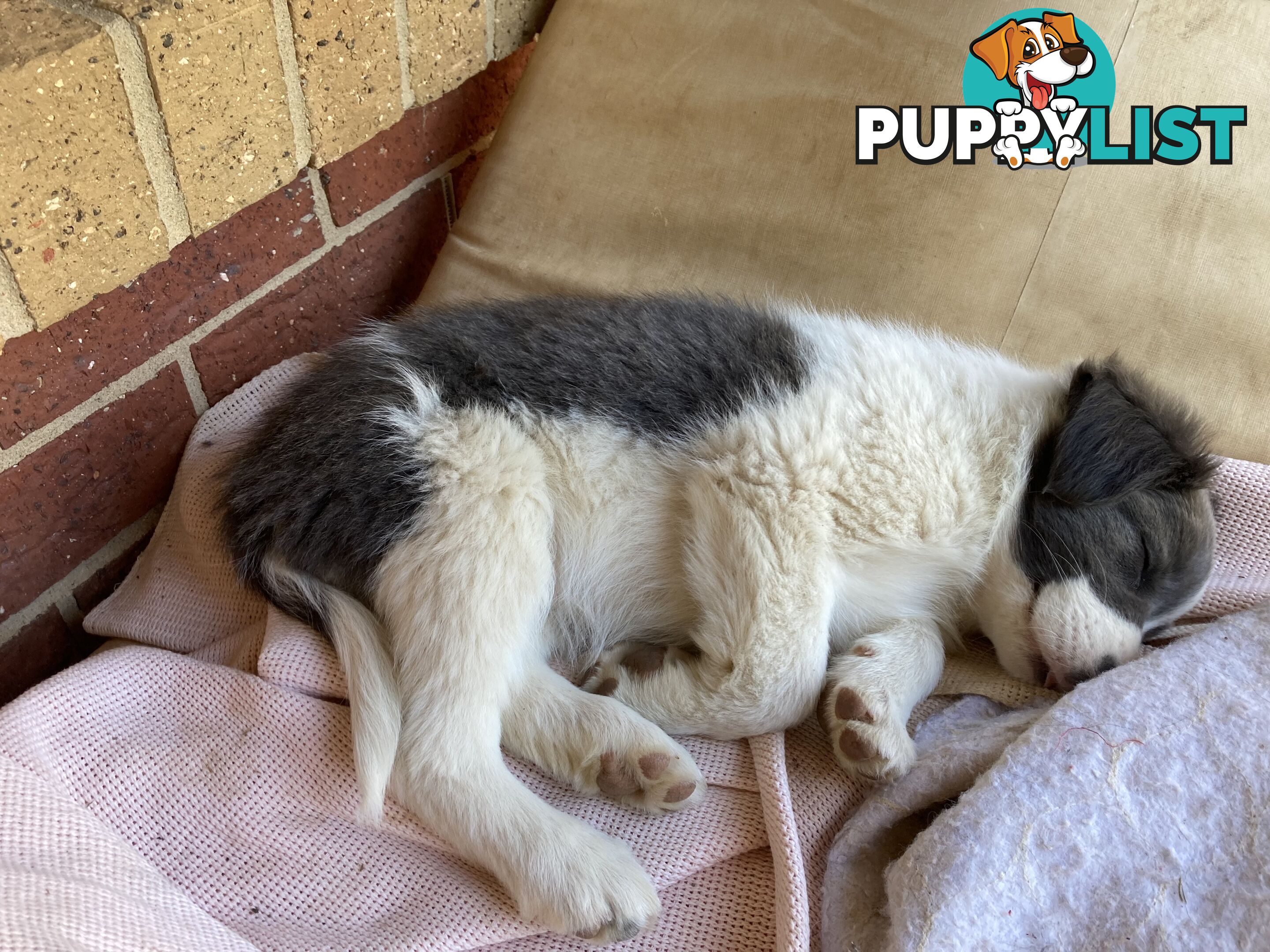 Border Collie Puppies