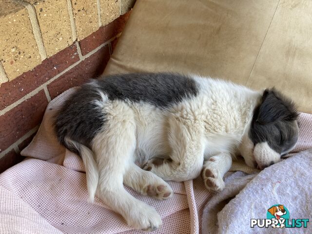 Border Collie Puppies