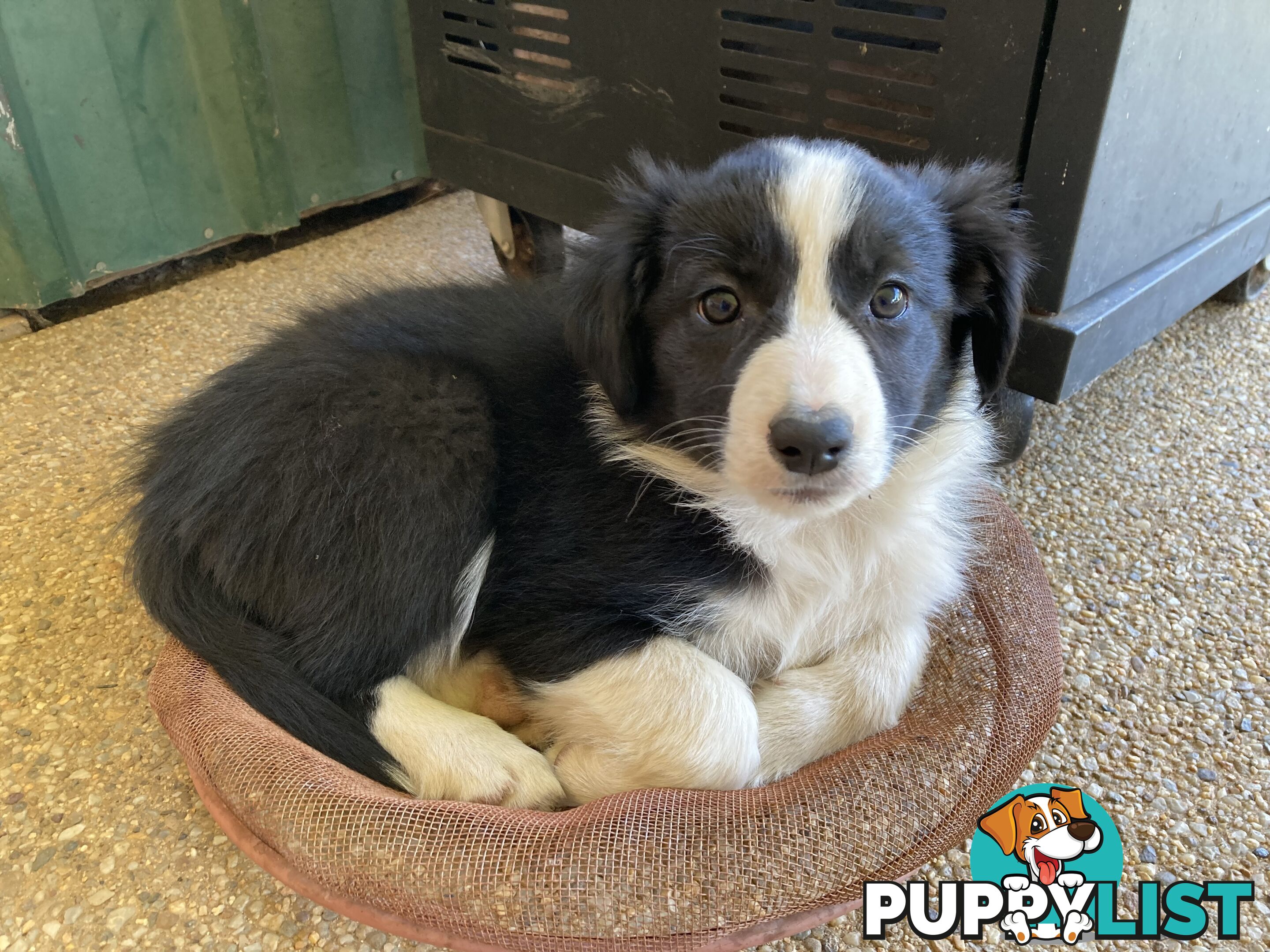 Border Collie Puppies