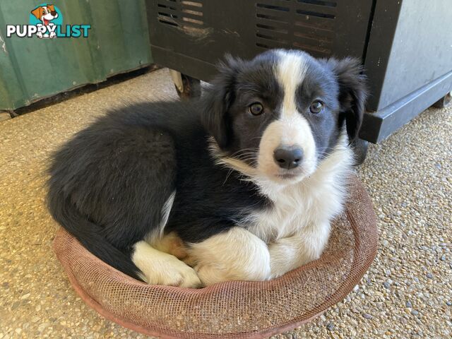 Border Collie Puppies