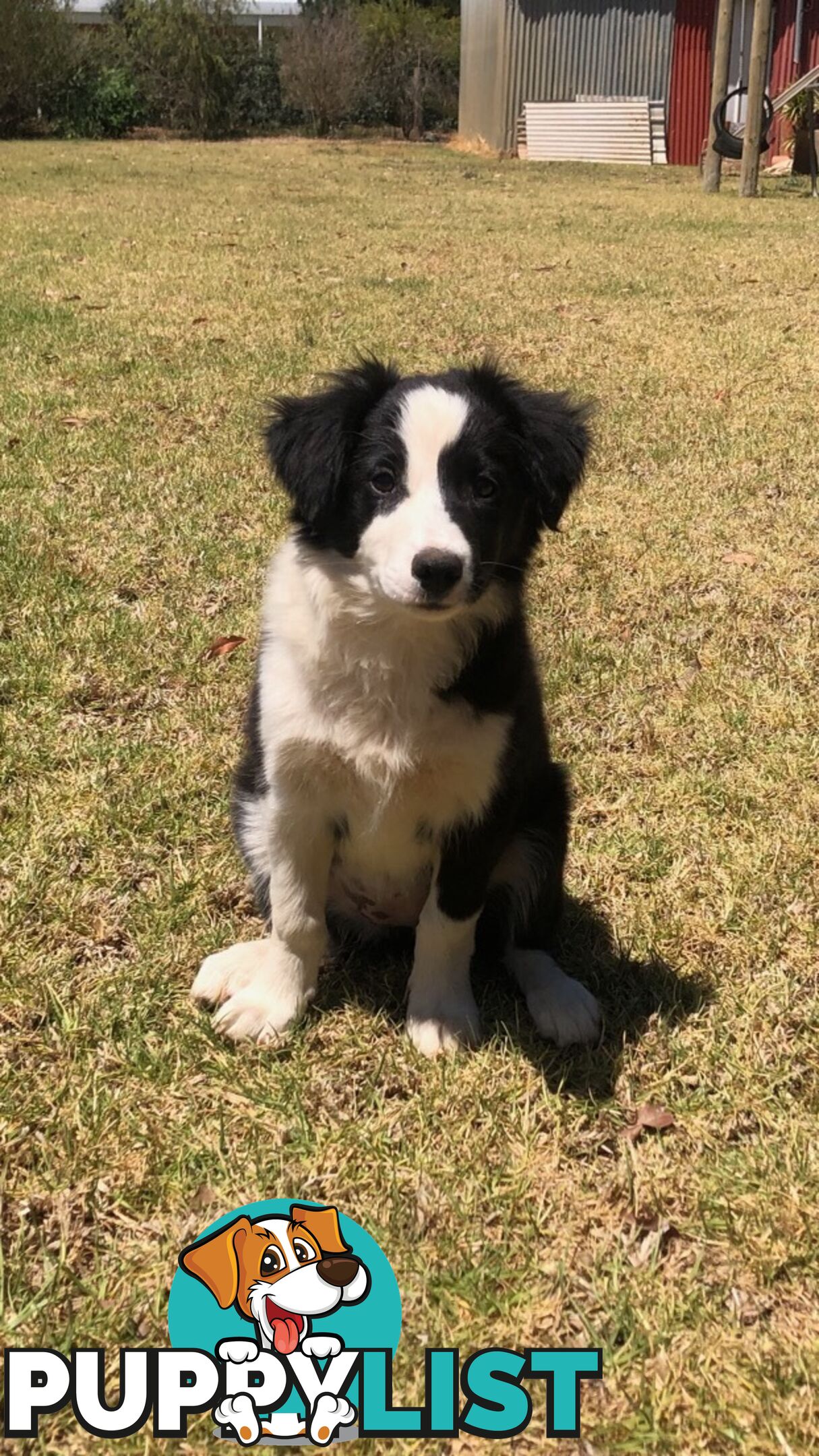 Border Collie Puppies