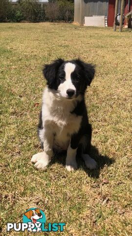 Border Collie Puppies