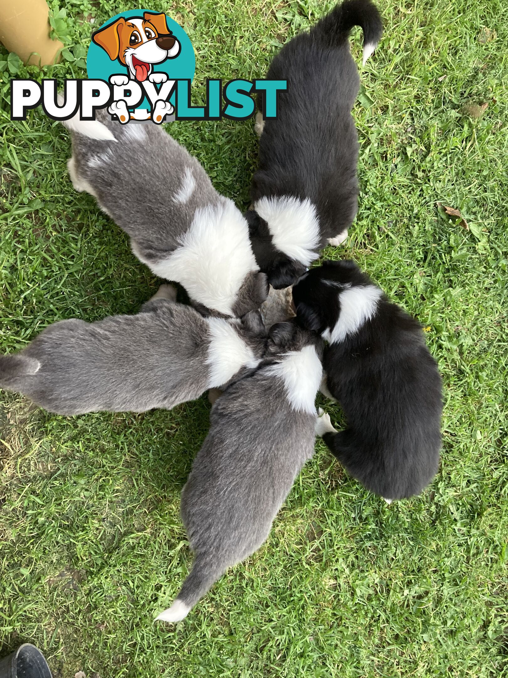 Border Collie Puppies