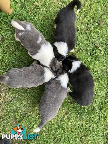 Border Collie Puppies