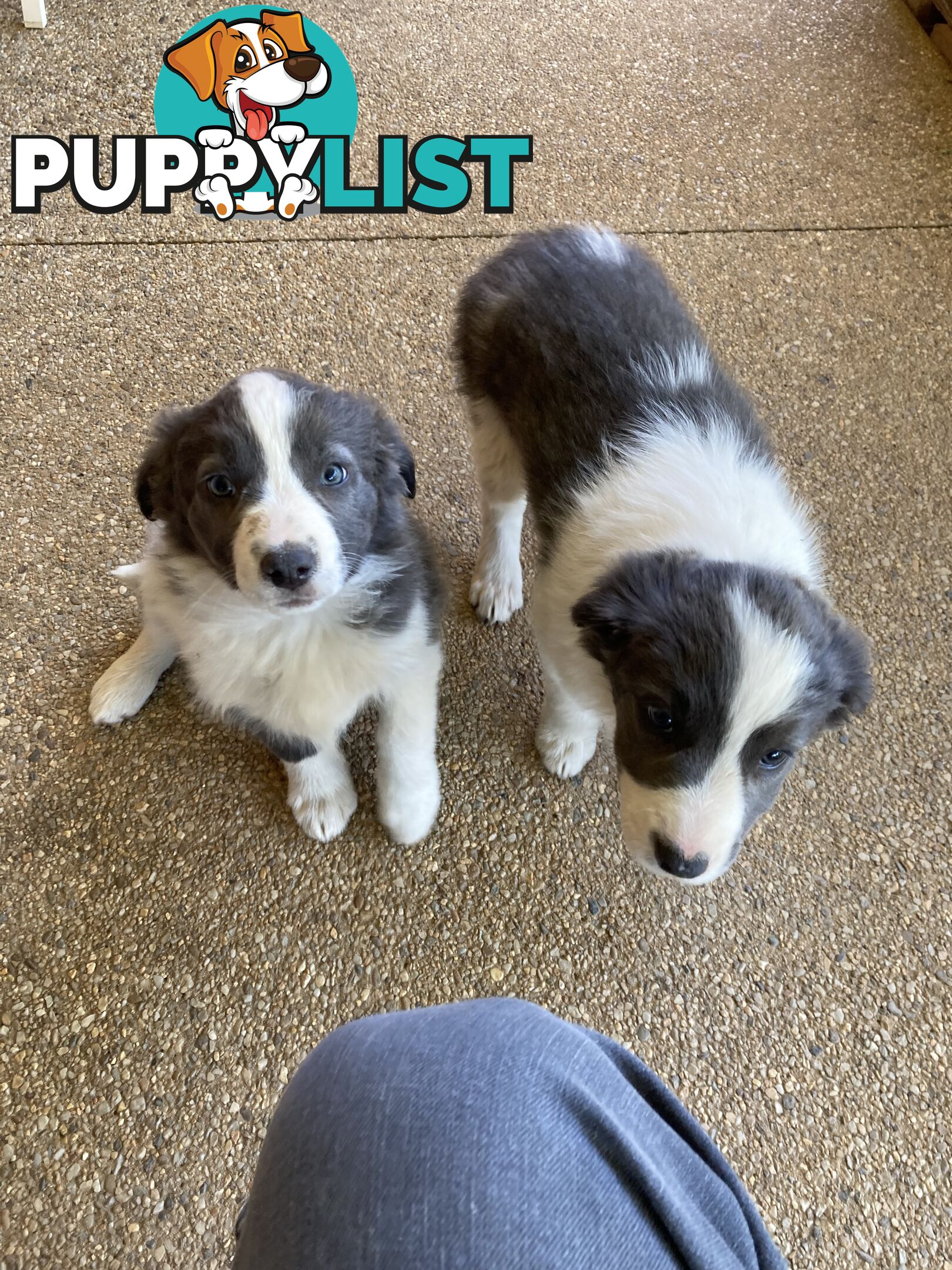 Border Collie Puppies