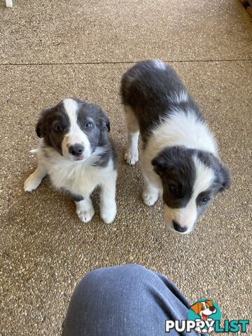 Border Collie Puppies