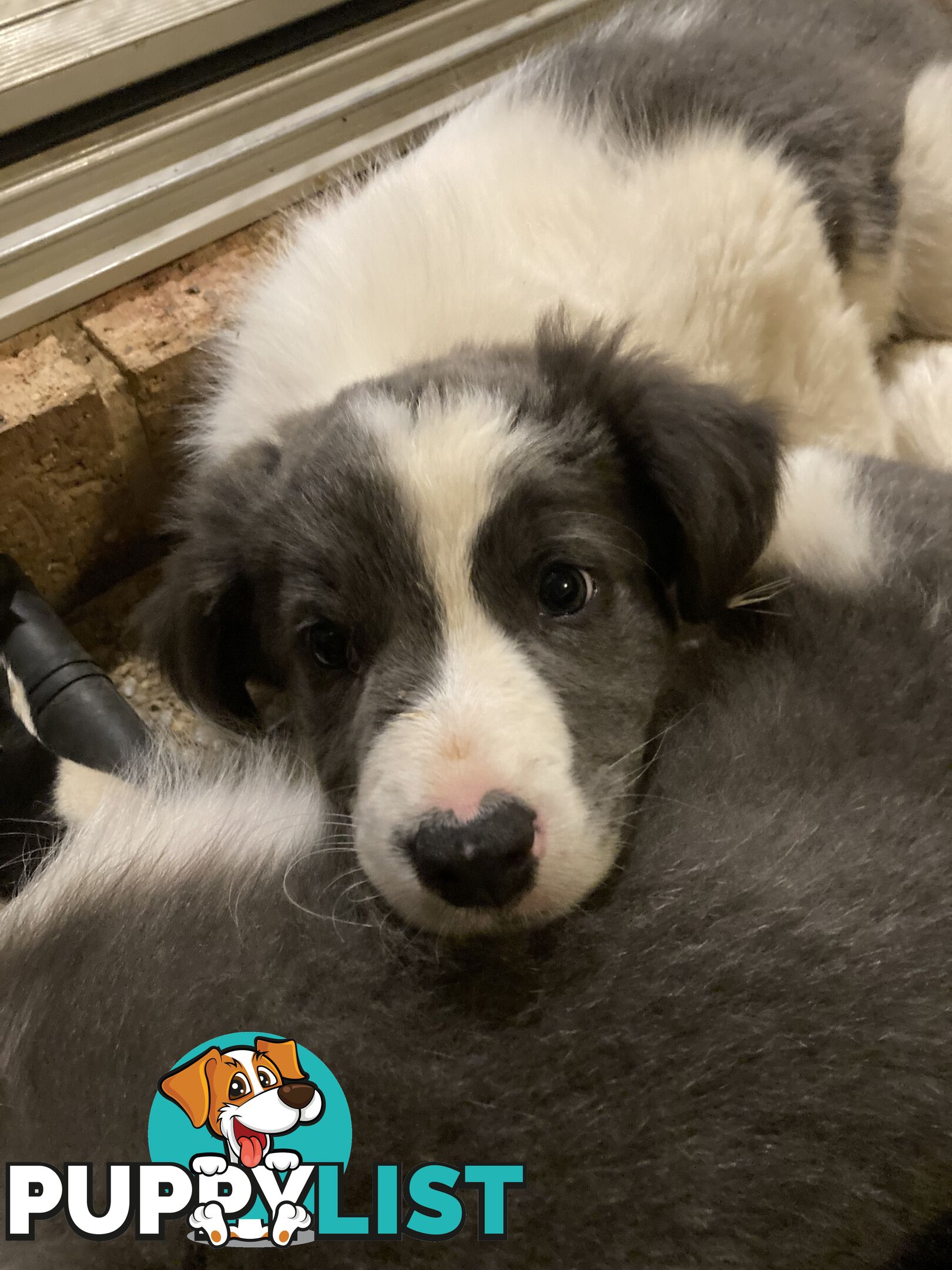 Border Collie Puppies