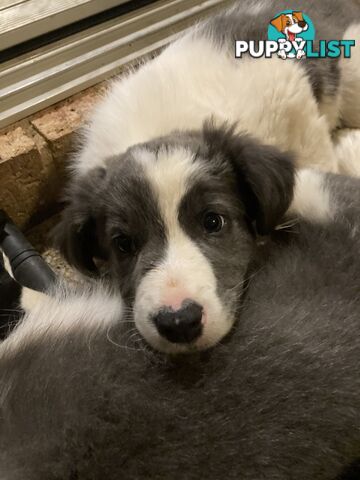 Border Collie Puppies