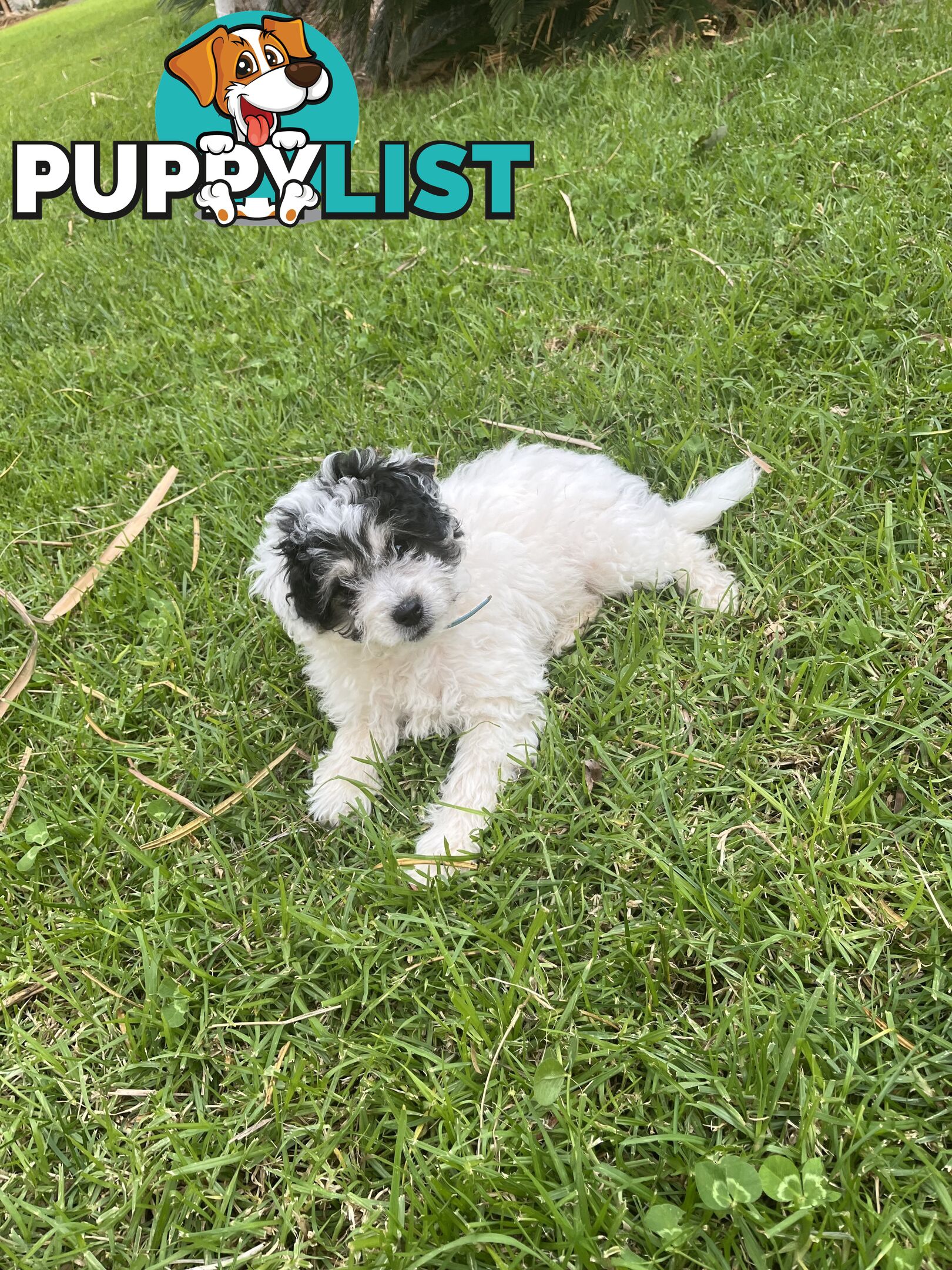 Miniature poodle cross (schmoodle)