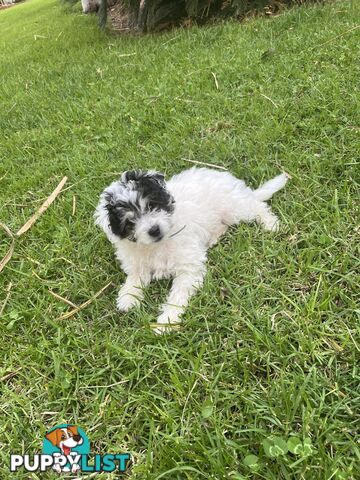 Miniature poodle cross (schmoodle)