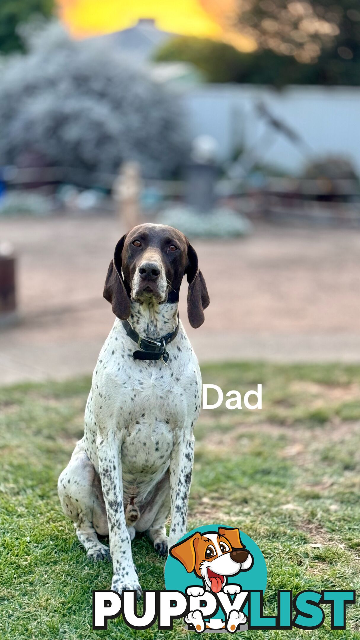 GSP pups