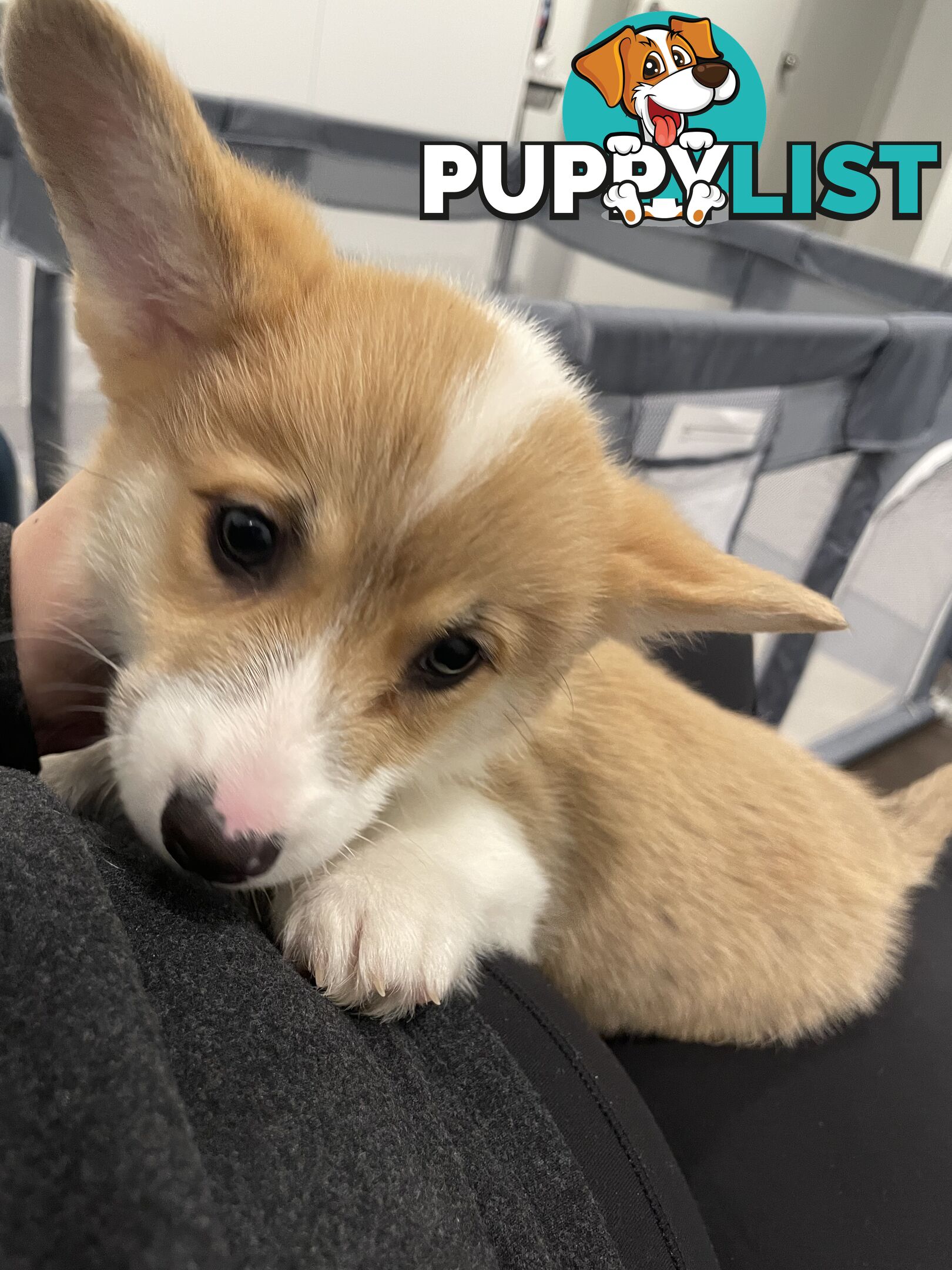 Purebred Pembroke Corgi Puppies – Vaccinated &amp;  Microchipped