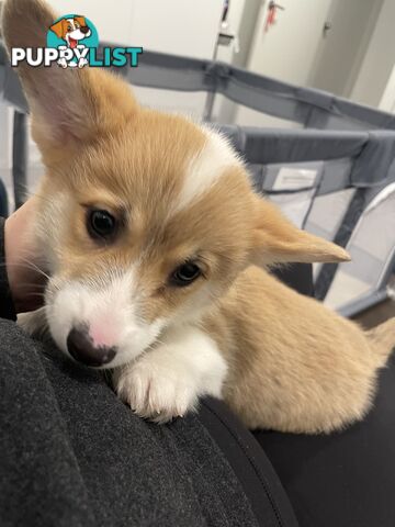 Purebred Pembroke Corgi Puppies – Vaccinated &amp;  Microchipped