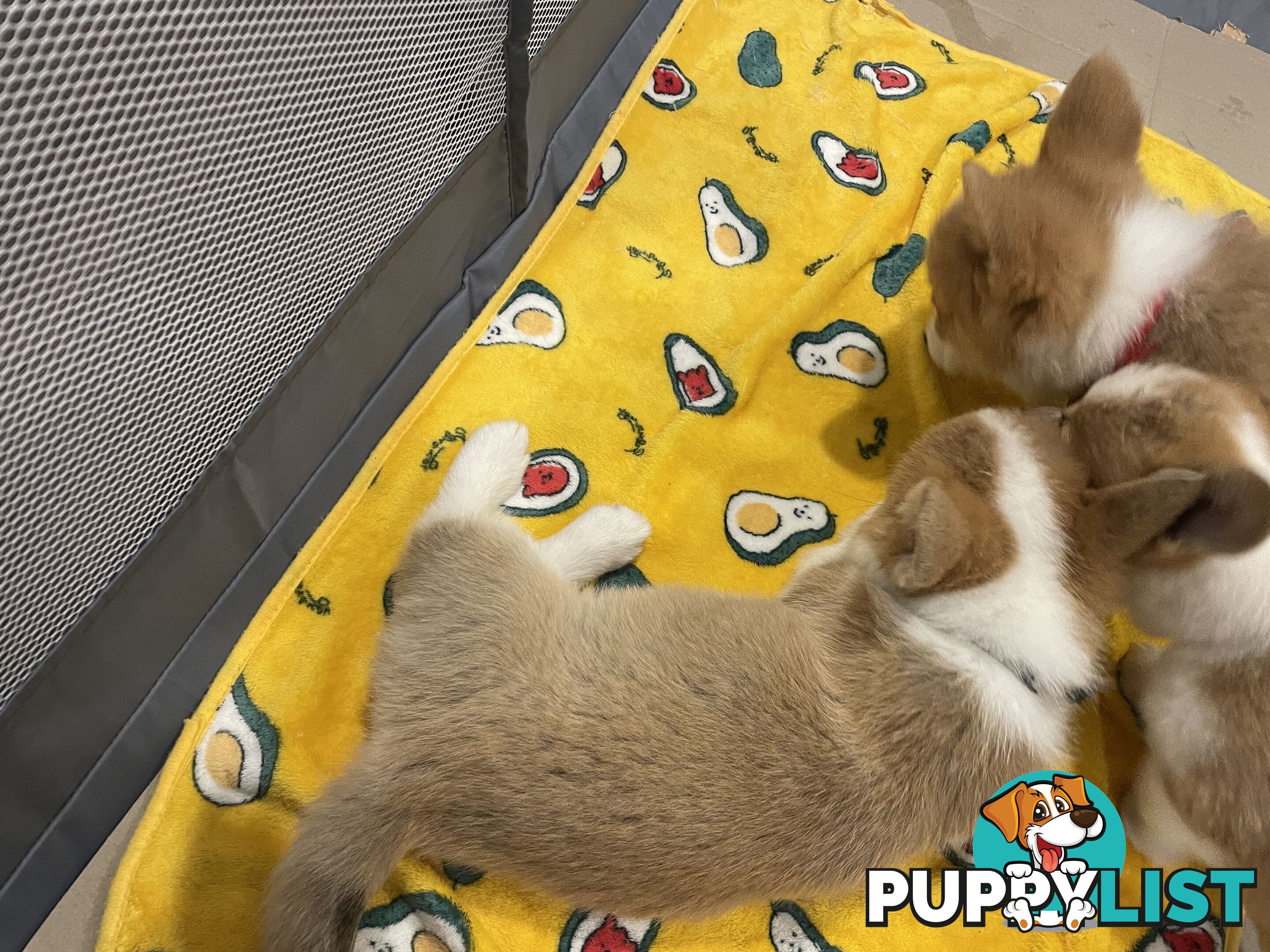 Purebred Pembroke Corgi Puppies – Vaccinated &amp;  Microchipped