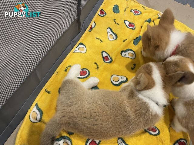 Purebred Pembroke Corgi Puppies – Vaccinated &amp;  Microchipped