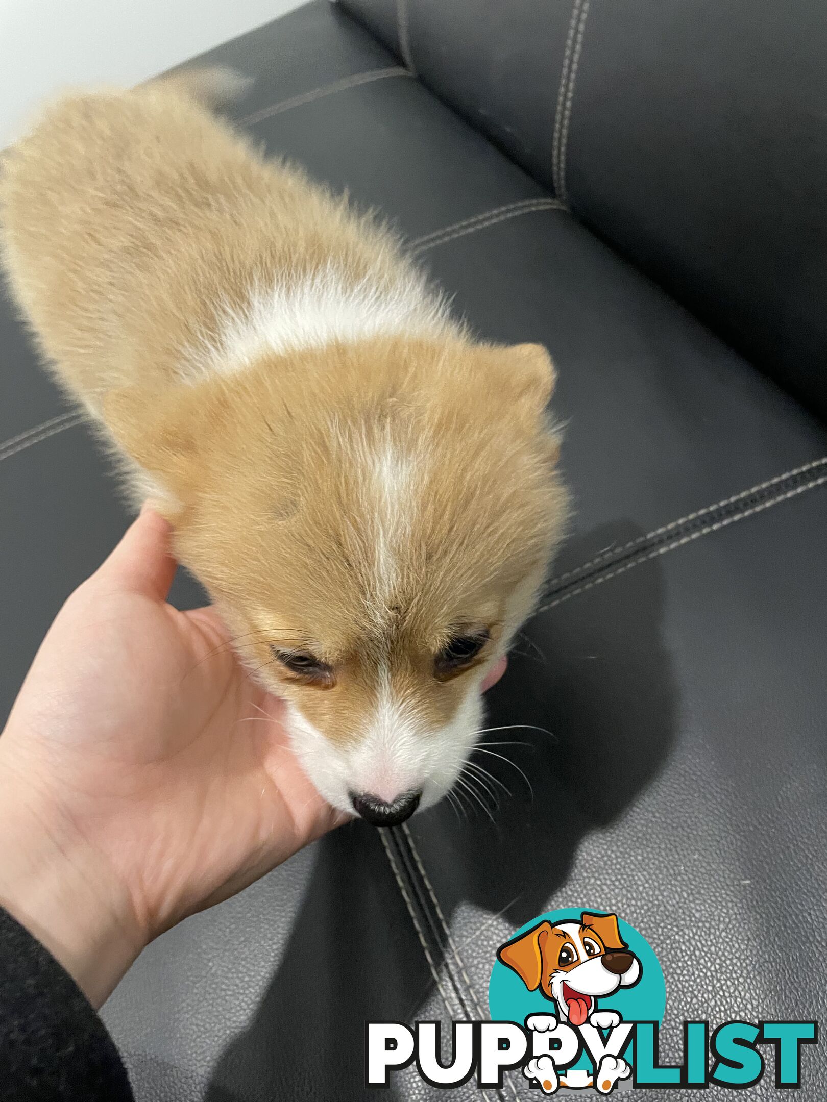 Purebred Pembroke Corgi Puppies – Vaccinated &amp;  Microchipped