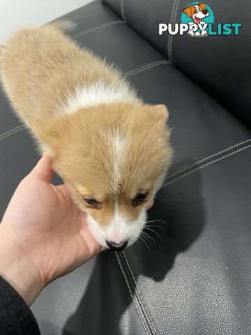Purebred Pembroke Corgi Puppies – Vaccinated &amp;  Microchipped