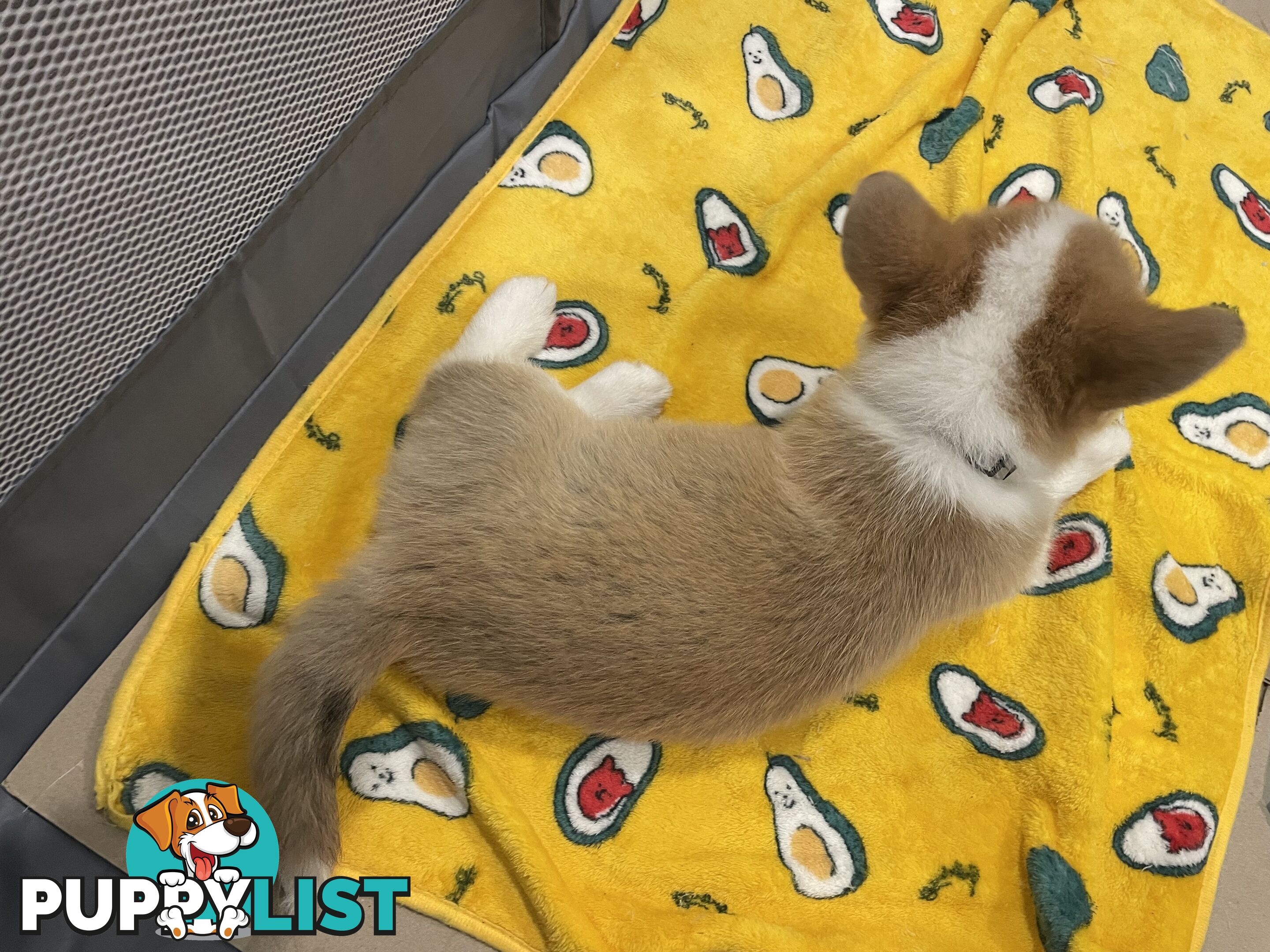 Purebred Pembroke Corgi Puppies – Vaccinated &amp;  Microchipped