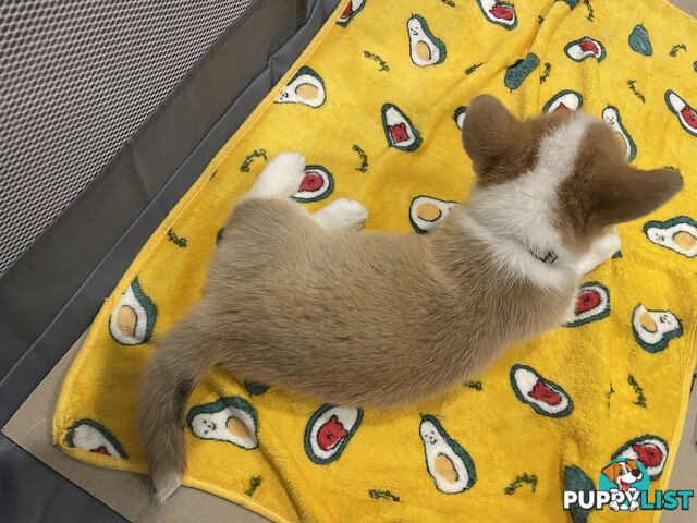 Purebred Pembroke Corgi Puppies – Vaccinated &amp;  Microchipped