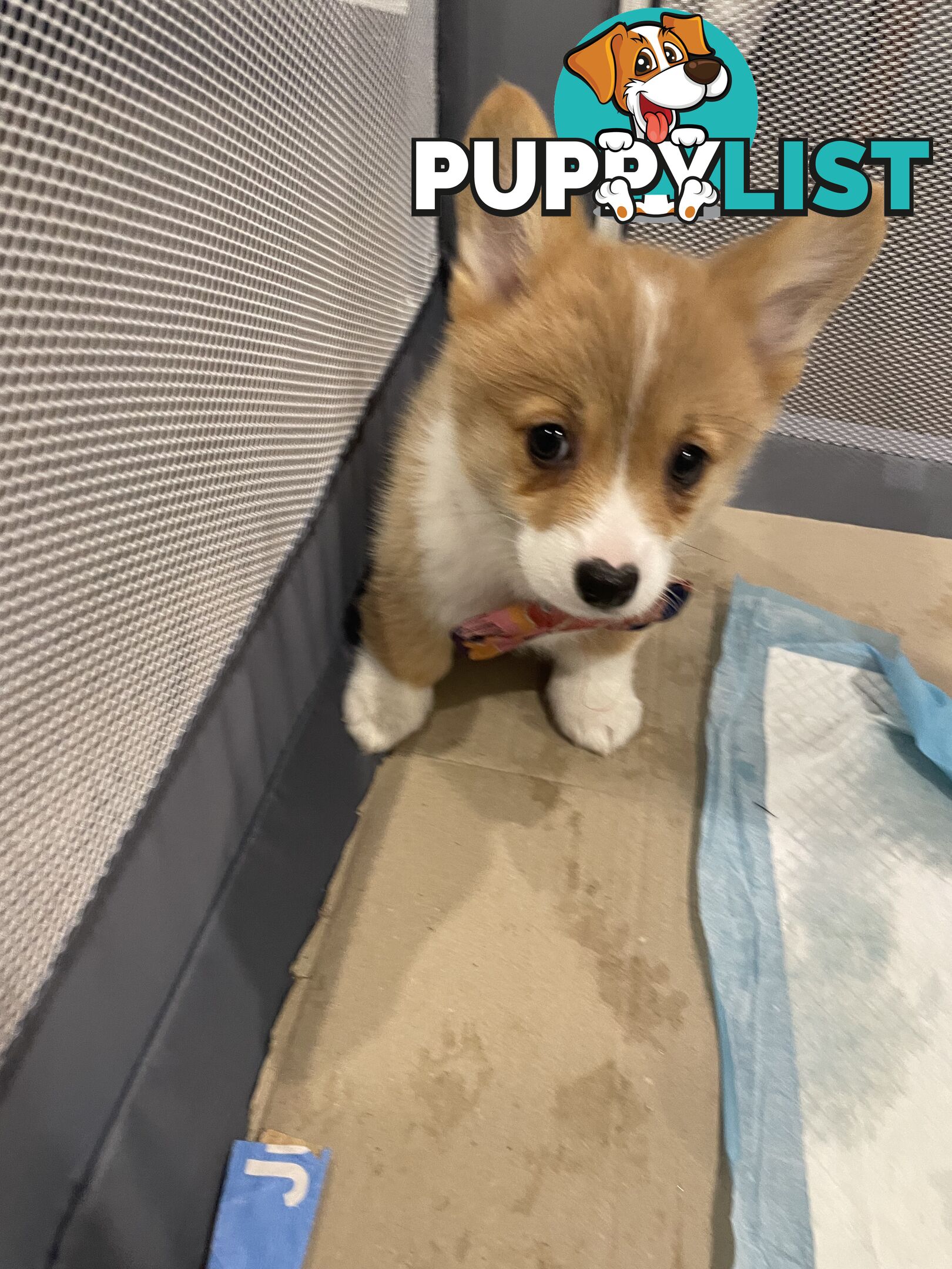Purebred Pembroke Corgi Puppies – Vaccinated &amp;  Microchipped
