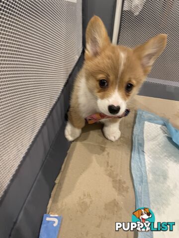 Purebred Pembroke Corgi Puppies – Vaccinated &amp;  Microchipped