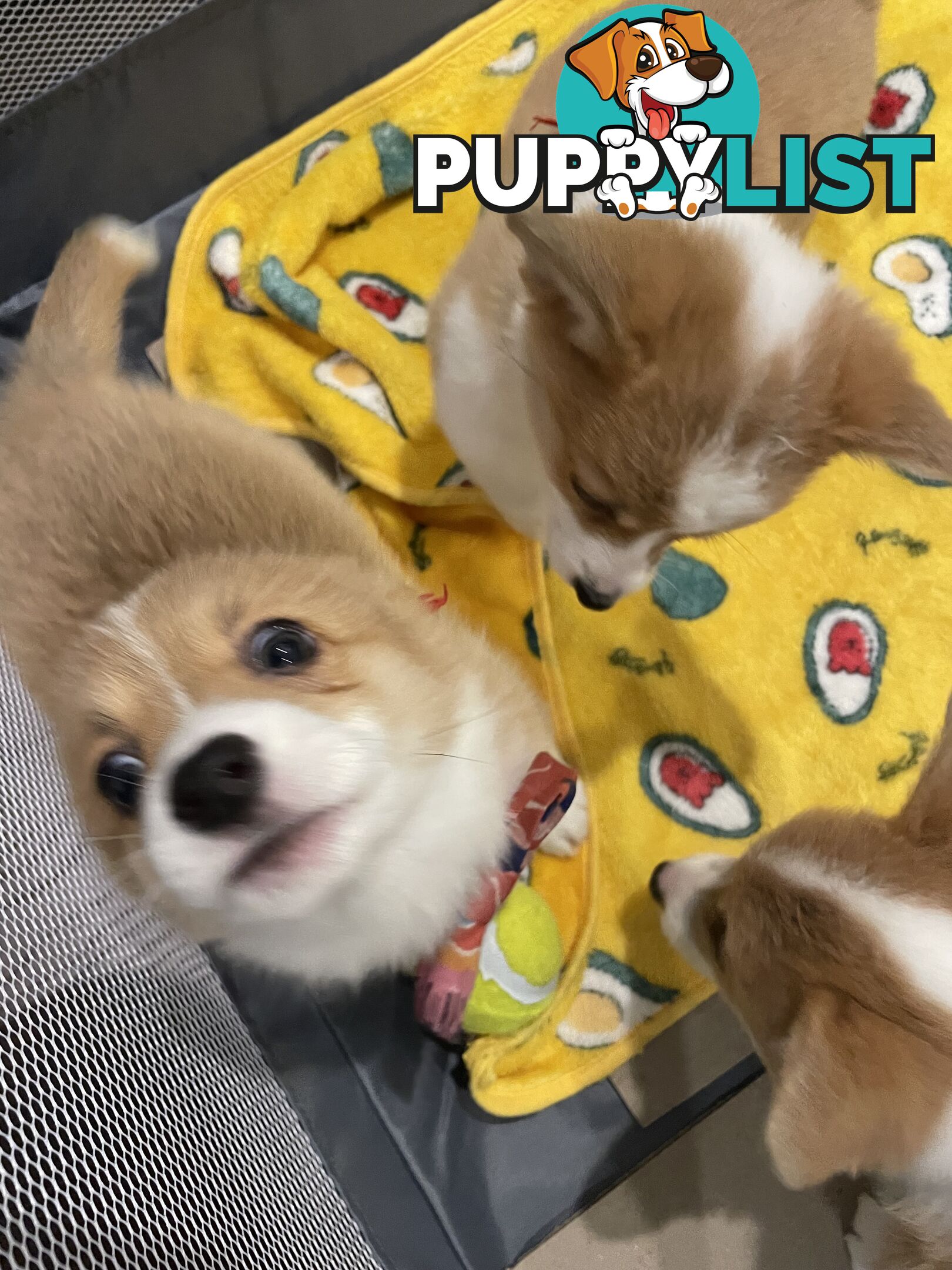 Purebred Pembroke Corgi Puppies – Vaccinated &amp;  Microchipped