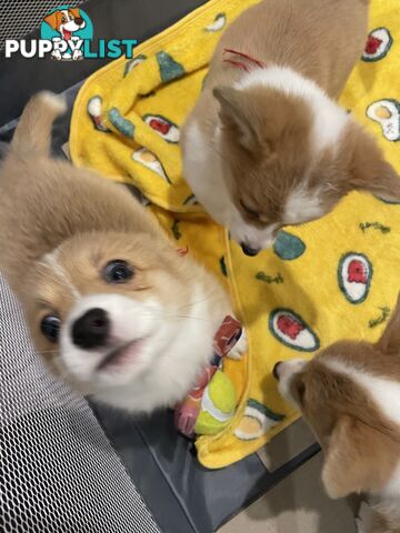 Purebred Pembroke Corgi Puppies – Vaccinated &amp;  Microchipped