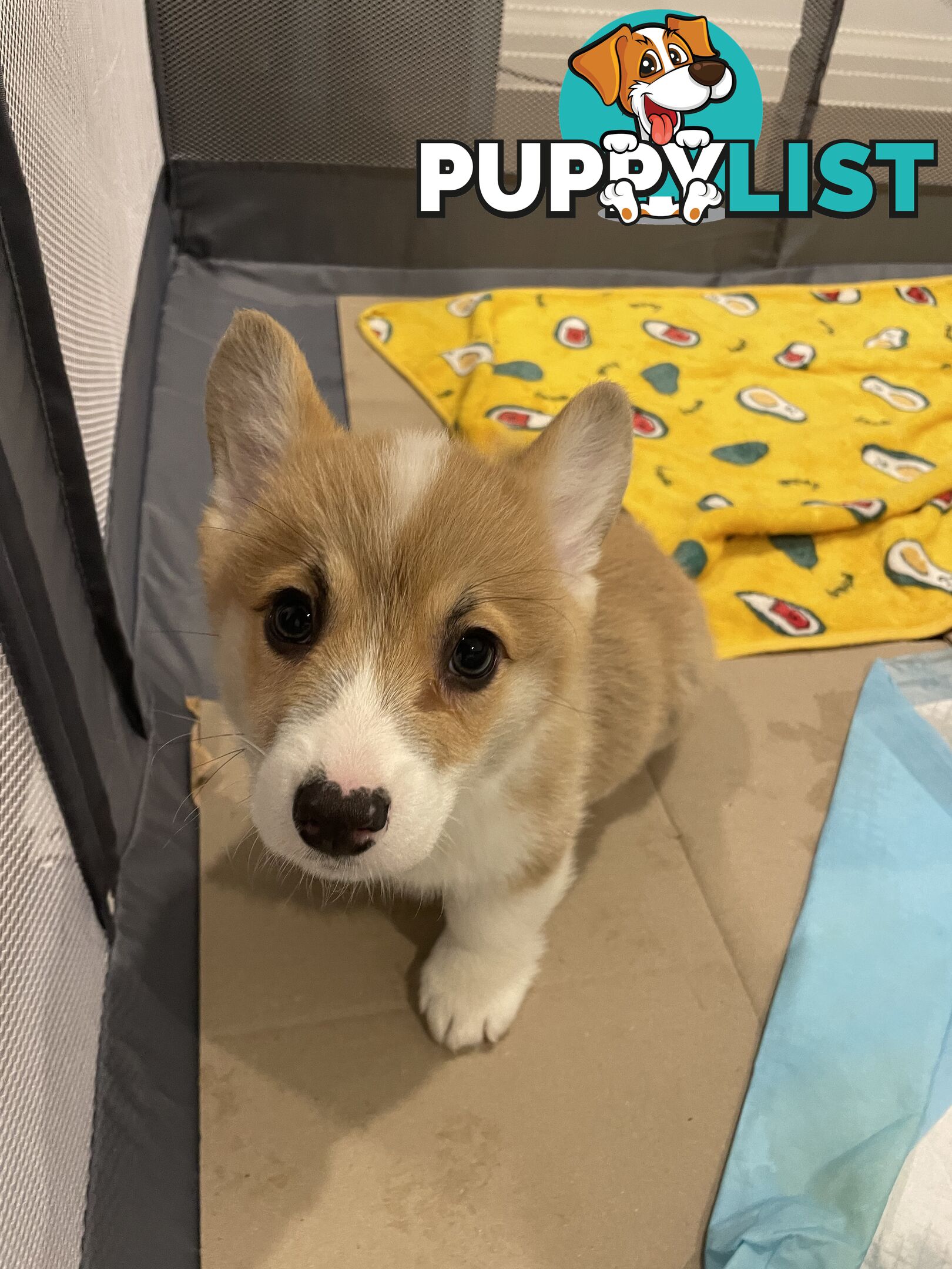 Purebred Pembroke Corgi Puppies – Vaccinated &amp;  Microchipped