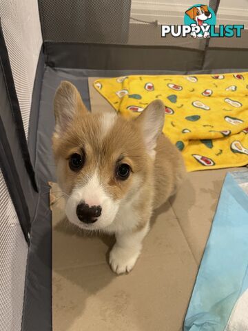 Purebred Pembroke Corgi Puppies – Vaccinated &amp;  Microchipped