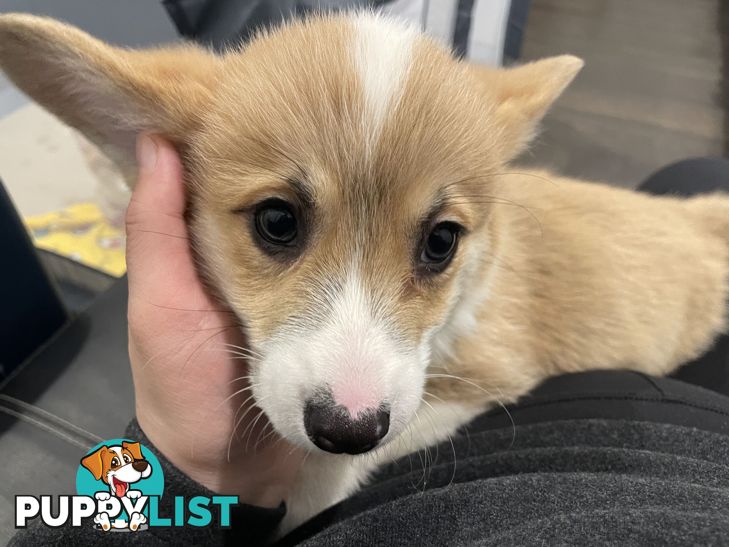 Purebred Pembroke Corgi Puppies – Vaccinated &amp;  Microchipped