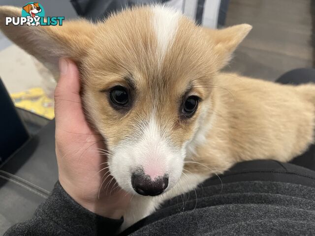 Purebred Pembroke Corgi Puppies – Vaccinated &amp;  Microchipped