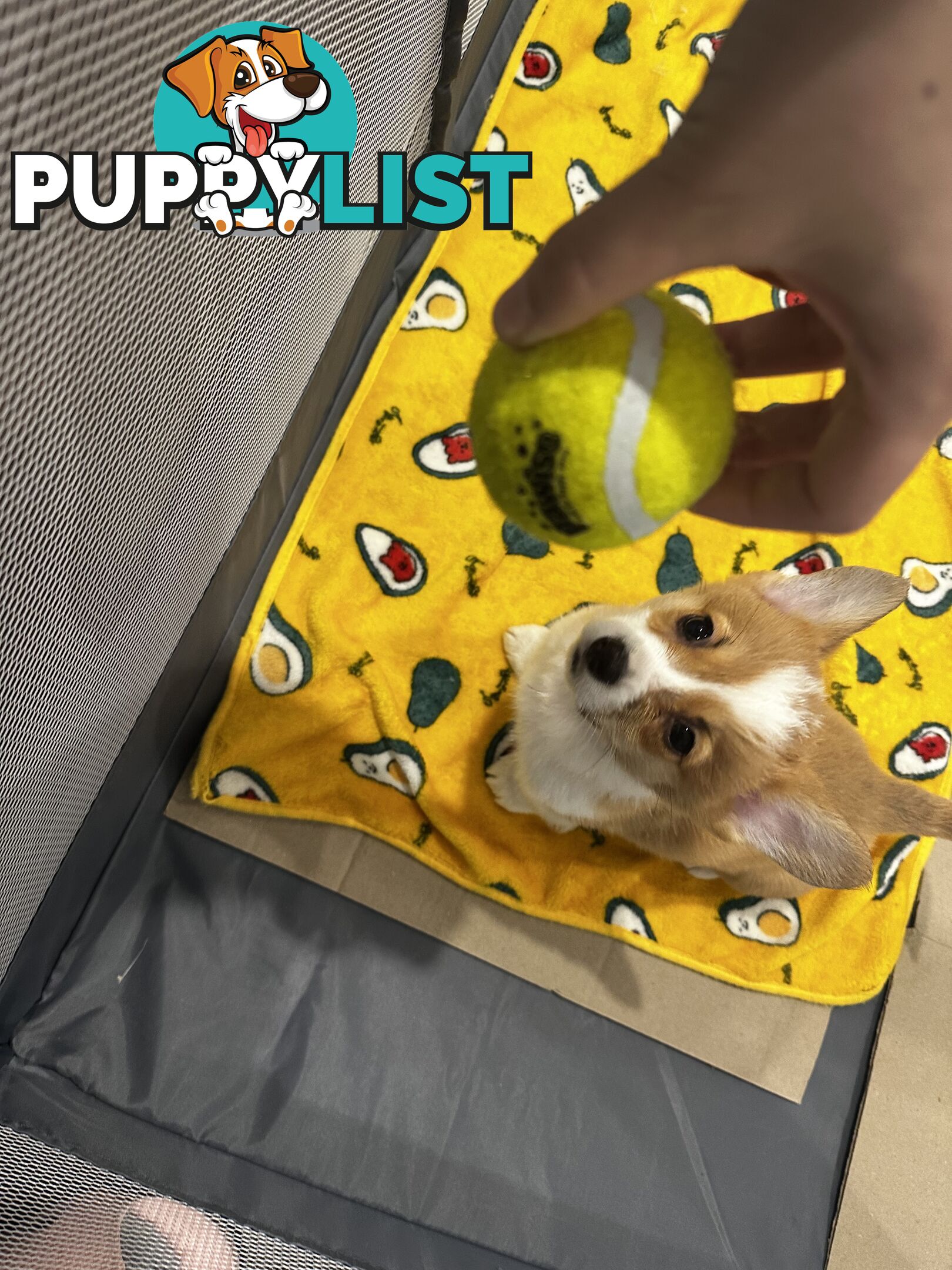 Purebred Pembroke Corgi Puppies – Vaccinated &amp;  Microchipped