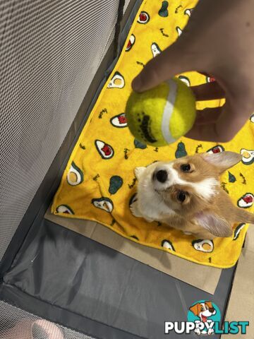 Purebred Pembroke Corgi Puppies – Vaccinated &amp;  Microchipped